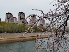 -桃花堤公园