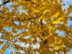 -重庆市江北嘴中央商务区中央公园