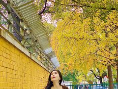 -三里屯东五街银杏大道