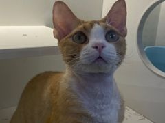 -小猫来了·猫舍(红山六九七九店)
