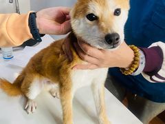 -瑞派动物医院·绝育·犬猫全科·预防医学(光景江南中店)