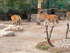 -上海野生动物园老虎餐厅