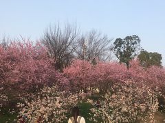 -秀丽东方