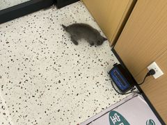 -瑞派康怡24h宠物医院·犬猫医疗中心·微创绝育(瑞景分院)