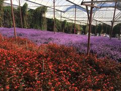 -金马仑薰衣草花园(Cameron Lavender)