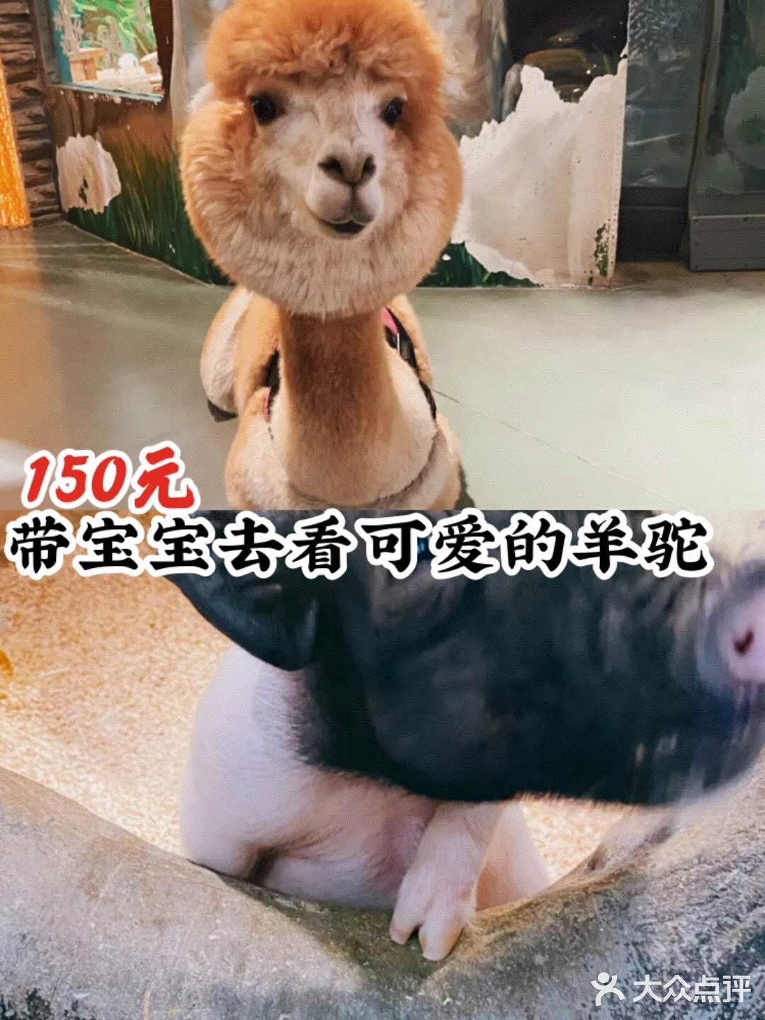 150元带宝宝去看可爱的羊驼吧[双手合十]
