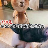 150元带宝宝去看可爱的羊驼吧[双手合十]