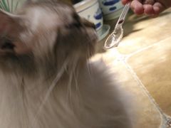 -共舞时光猫咖·狗咖(新街口店)