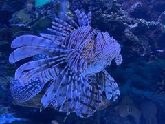 -瑞普利水族馆