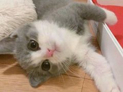 -瑞派动物医院·猫专科·至诚(江南中分院)