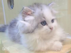 -momokira米努特·德文卷毛猫·棉花面纱犬