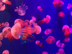 -成都浩海立方海洋公园