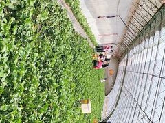 -大自然农场蔬菜草莓采摘园