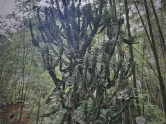 -云南勐巴娜西珍奇园