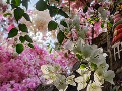 -深圳国际园林花卉博览园