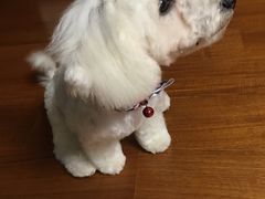 -宠小格时尚宠物生活馆(唐镇店)
