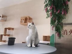 -藏猫猫咖啡主题馆(中央大道店)