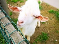 -田园东方蜜桃村的田野营地