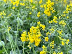 -东山风景区(洞庭东山)