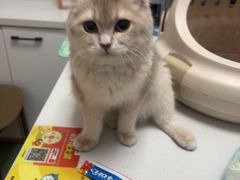 -瑞派·关忠动物医院·猫专科·犬专科(三环新城店)