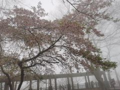 -紫金山山顶公园