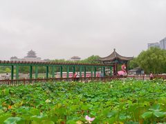 -莲花池公园
