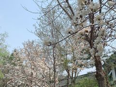 -德胜公园