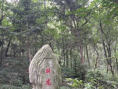 -上海佘山国家森林公园天马山园