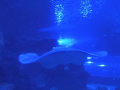 -秦皇岛新澳海底世界