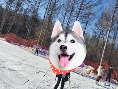 -东北亚滑雪场