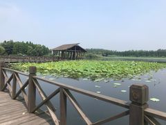 -溱湖国家湿地公园