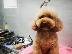 -宠福鑫康馨动物医院·骨科·眼科