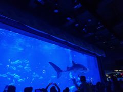 -烟台海昌鲸鲨海洋公园