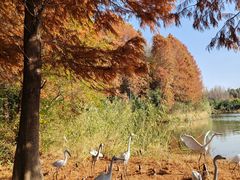 -溱湖国家湿地公园