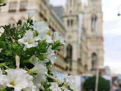-斯蒂芬主教座堂(Stephansdom)