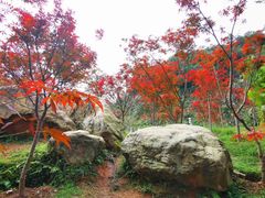 -广州市帽峰山景区
