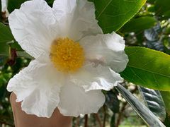 -金花茶公园