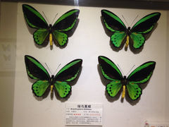 iphone_upload_pic-上海大自然野生昆虫馆