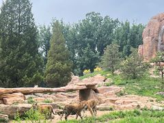 -北京野生动物园