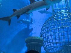 -芜湖新华联大白鲸海洋公园