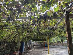 -钰田大院·碳烤虹鳟鱼·怀柔地道农家菜(雁栖湖店)