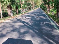 -合肥滨湖国家森林公园