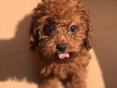 -九田家黑牛烤肉料理(新世纪商城甄选店)