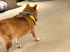 -逗柴咖啡屋·狗咖猫咖宠物桌游