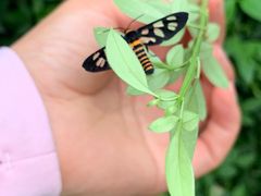 -北京鹫峰国家森林公园