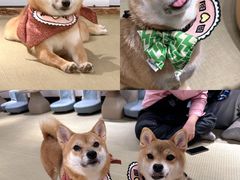 -逗柴咖啡屋·狗咖猫咖宠物桌游
