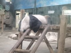 -栾川竹海野生动物园