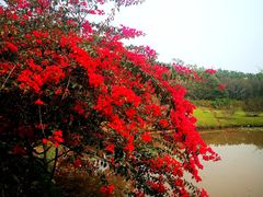 -中国科学院西双版纳热带植物园