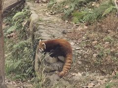 -都江堰中华大熊猫苑