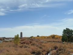 -金塔沙漠胡杨林景区